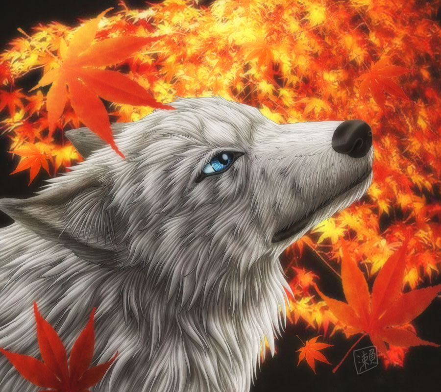 Autumn Wolf by SheltieWolf