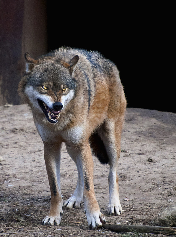 angry wolf by emkacf on DeviantArt
