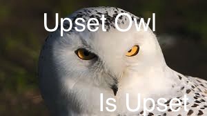 upset_owl_by_creependerman-d7k7qmi.jpg