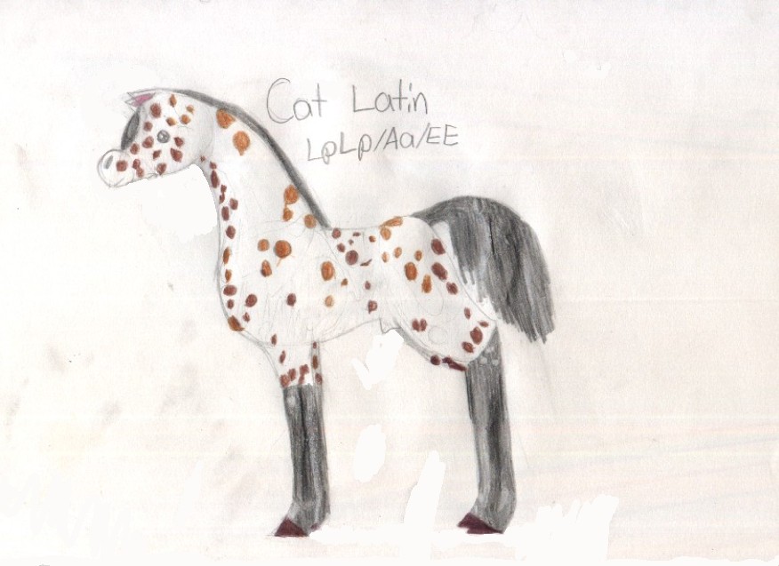 Latin For Cat 25