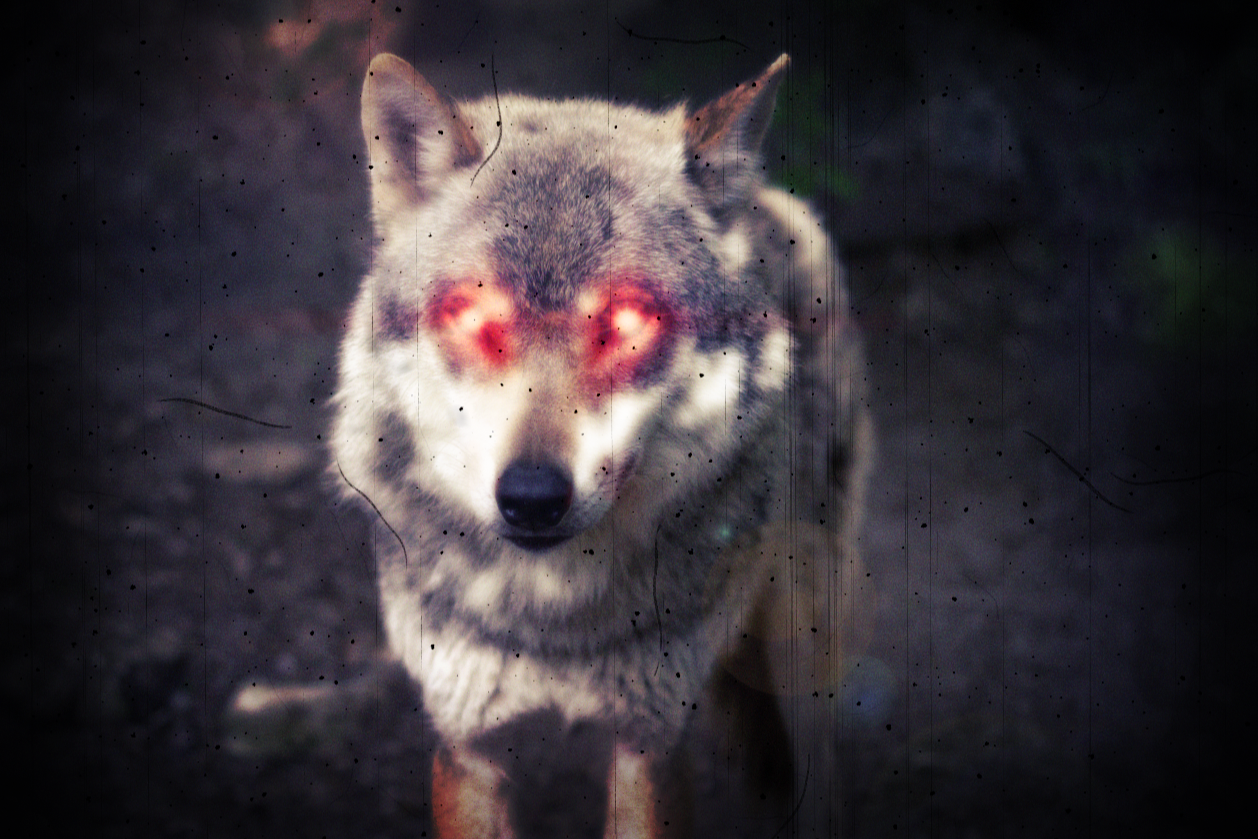 demon_wolf_caucht_on_camera__by_hoover1979-dbfwyu0.png