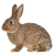 Rabbit icon.31