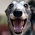 Greyhound happy plz