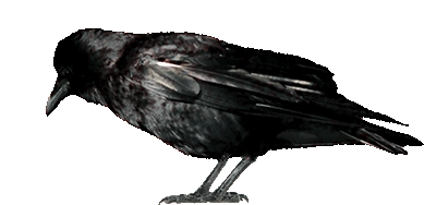 Raven by luisbc