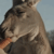 Dramatic Kangaroo Stare by Mujshi